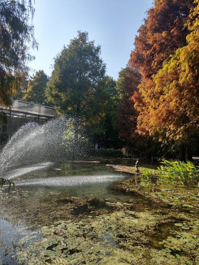 台灣必訪落羽松秘境：18個夢幻景點推薦