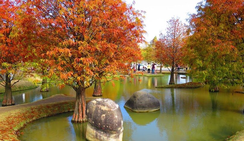 台灣必訪落羽松秘境：18個夢幻景點推薦