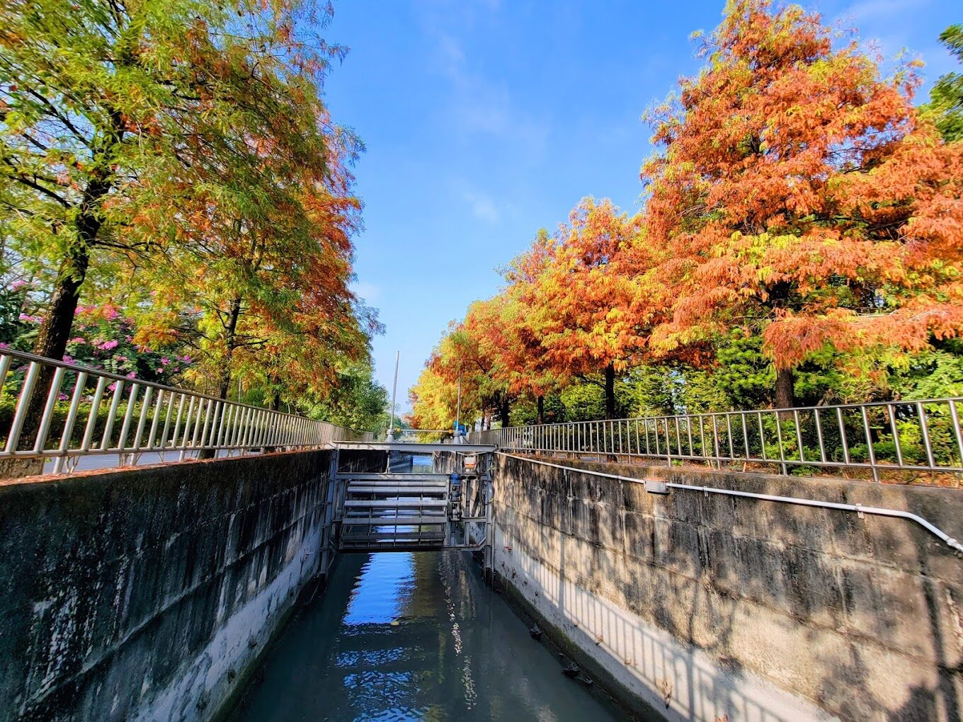 台灣必訪落羽松秘境：18個夢幻景點推薦