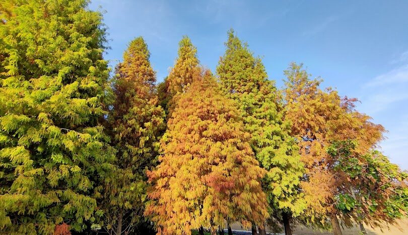 台灣必訪落羽松秘境：18個夢幻景點推薦