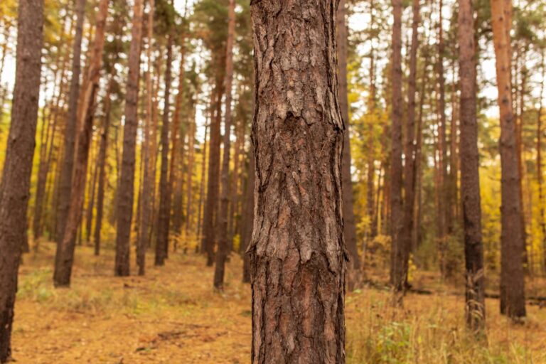 台灣必訪落羽松秘境：18個夢幻景點推薦