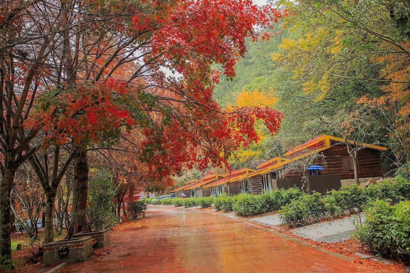 武陵農場美食指南：不可錯過的在地美味