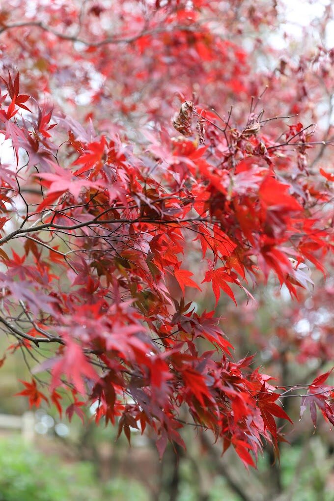 武陵農場四季花卉與活動介紹：全年旅遊亮點