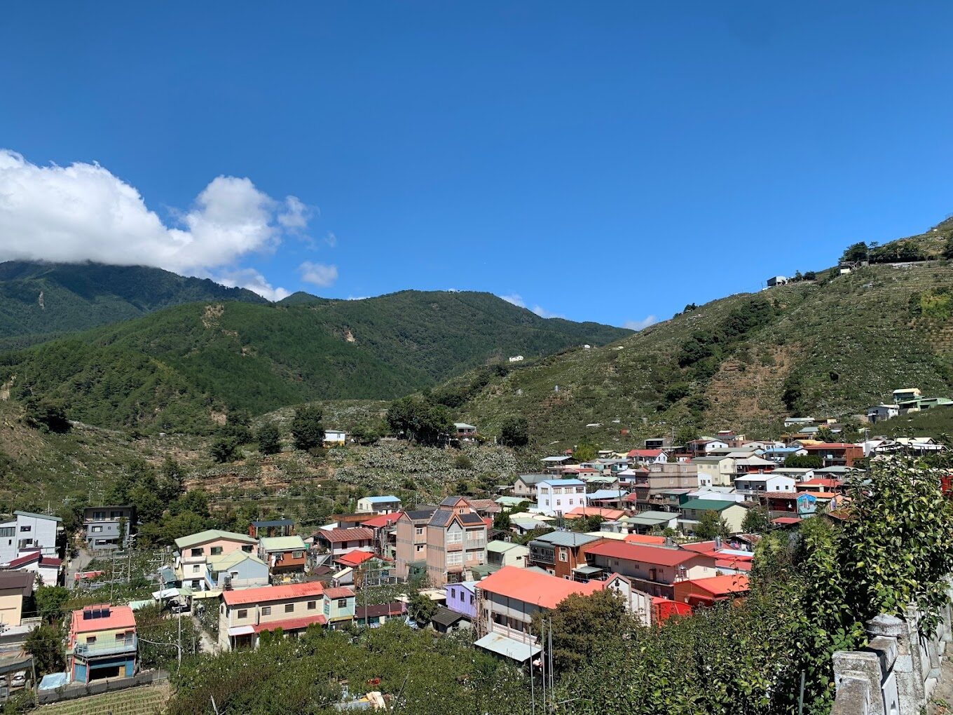 武陵農場住宿推薦：如何搶訂櫻花季熱門房型