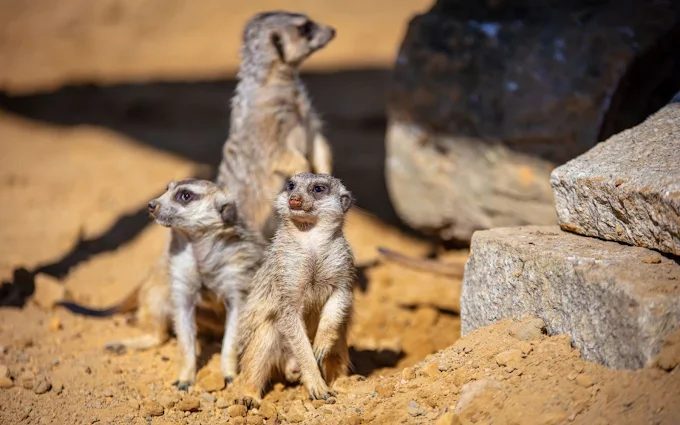 趁著天氣晴朗走進草屯的九九峰動物樂園，在南投山邊展開一場親子冒險