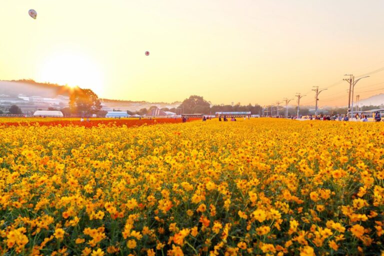 2024臺中國際花毯節 新社花海 夕陽