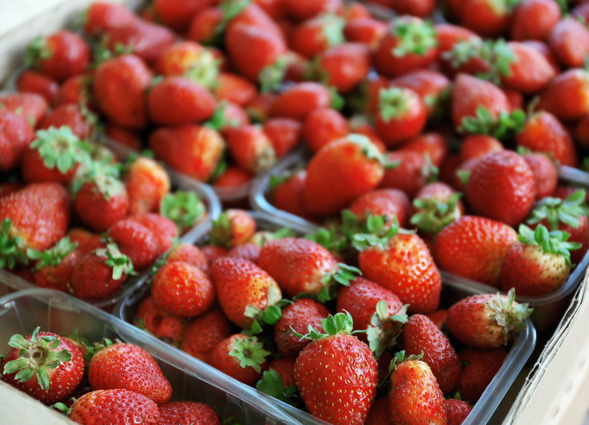 大湖草莓價格分析：2024 年採草莓費用與市場行情