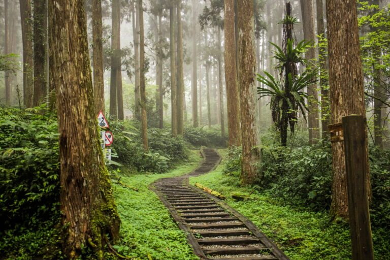 鹿谷鄉隱藏景點探索:發現不為人知的美麗角落