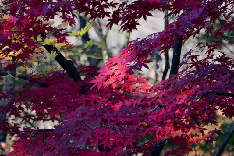太平山賞楓最佳時節