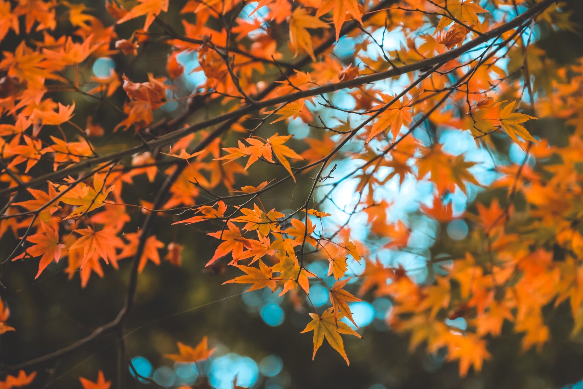 台北賞楓好去處：市區內的紅葉美景