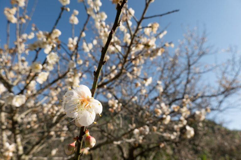 白梅雪景浪漫來襲｜2025全台10大必去賞梅景點推薦