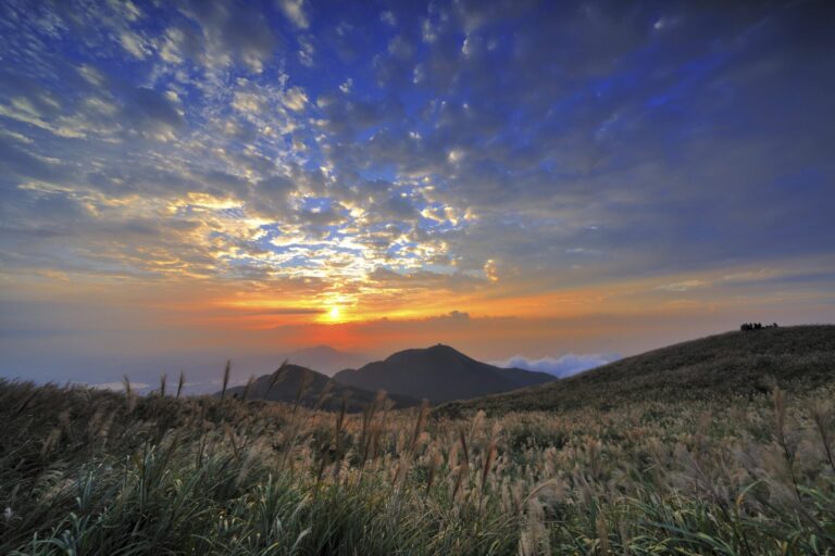 陽明山生態探索：認識當地的動植物多樣性