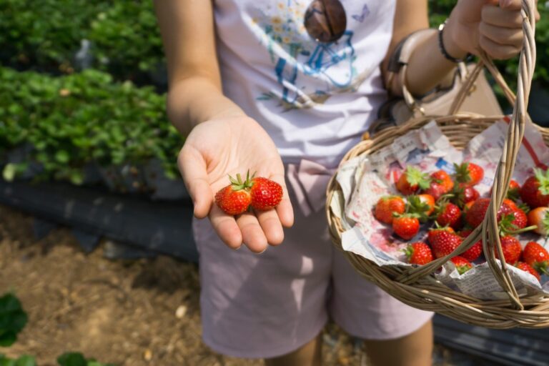 苗栗採草莓一日遊行程規劃:景點、美食與交通指南