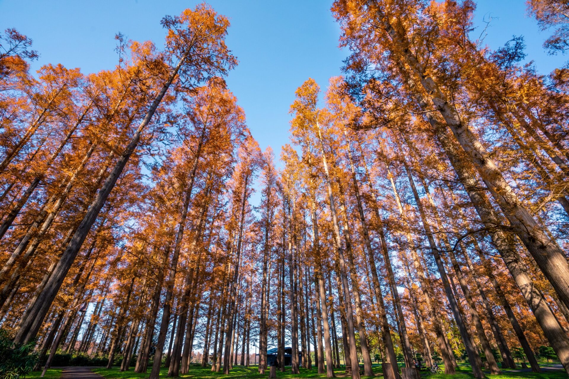 隱藏版落羽松秘境：探索台灣未被發現的美景