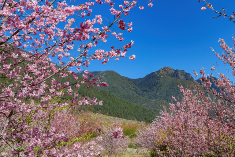 武陵農場花況即時查詢:如何掌握最佳賞花時間