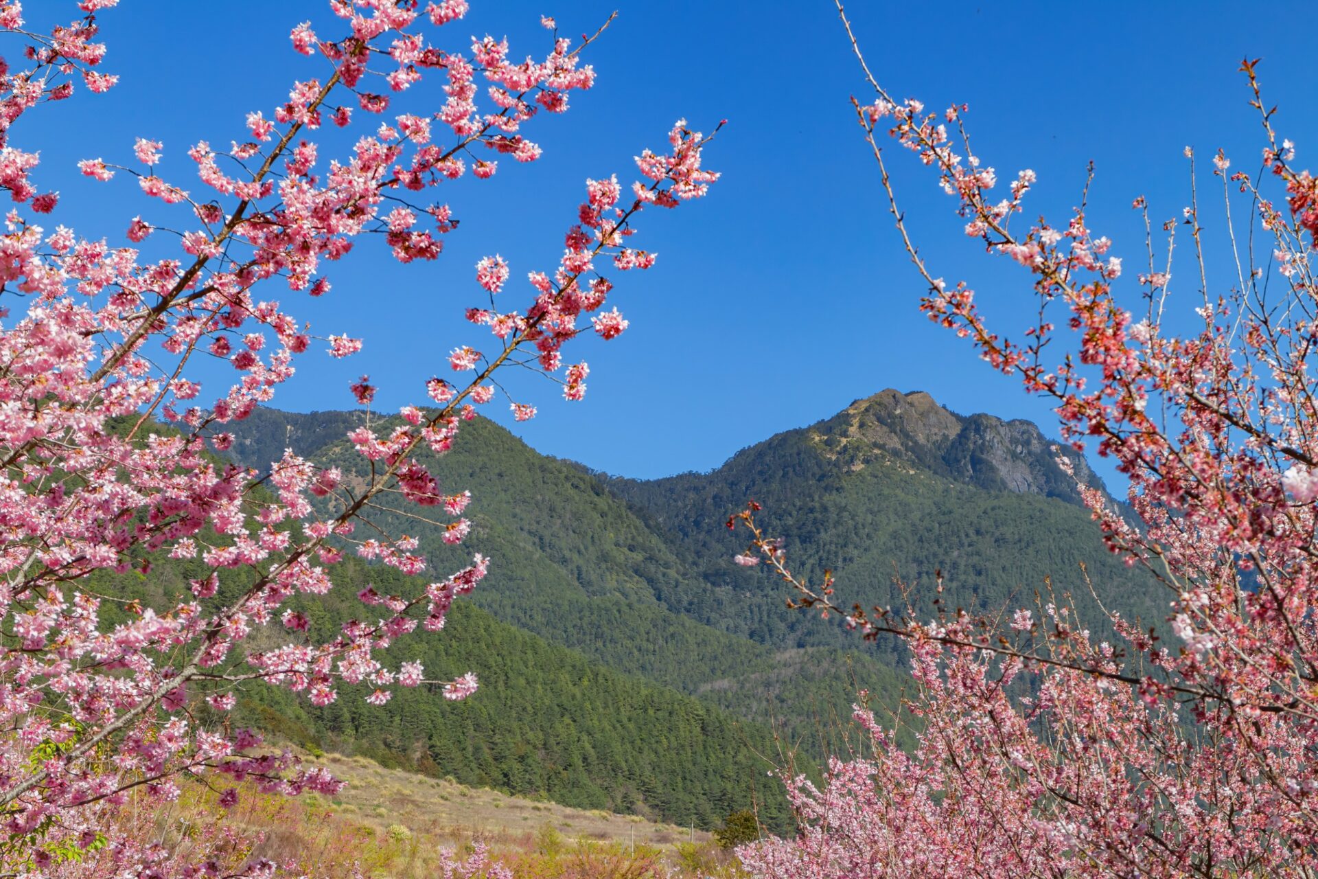 武陵農場花況即時查詢:如何掌握最佳賞花時間