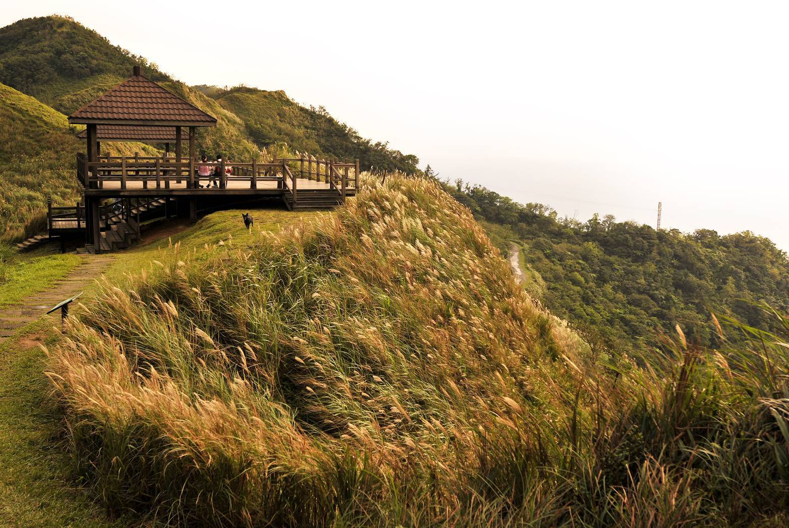 草嶺古道攻略｜交通、路線、天氣一次看懂，秋冬芒花季必走步道！