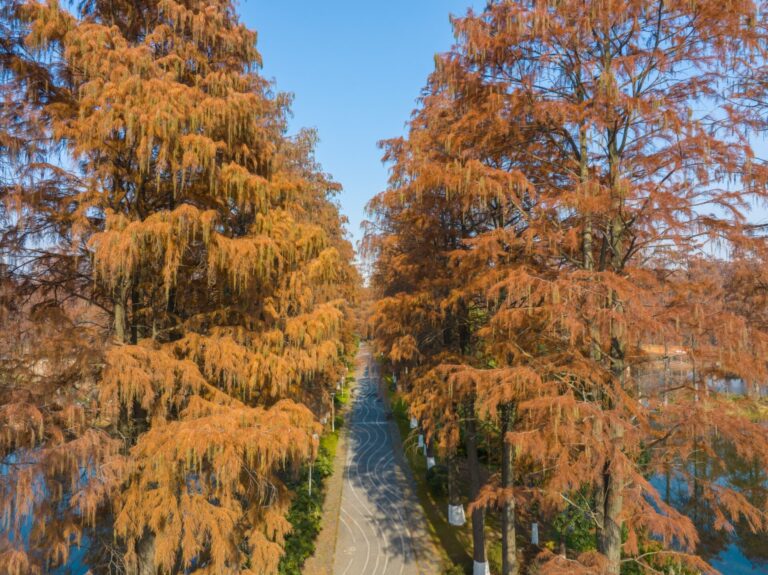 落羽松賞景攻略：交通、住宿與注意事項全解析