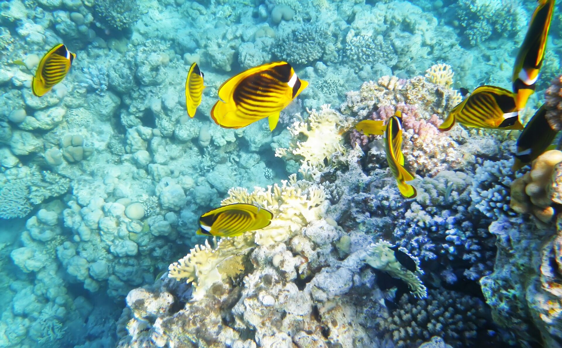 綠島浮潛與潛水體驗全攻略