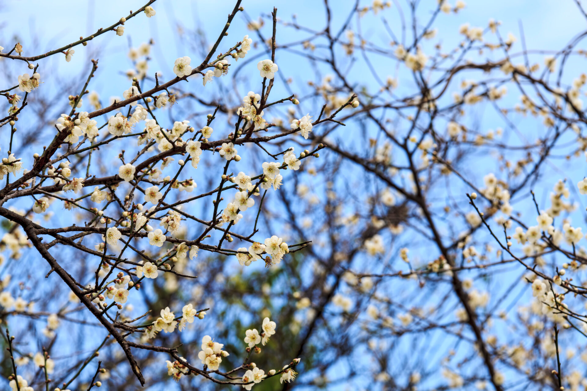 白梅雪景浪漫來襲｜2025全台10大必去賞梅景點推薦