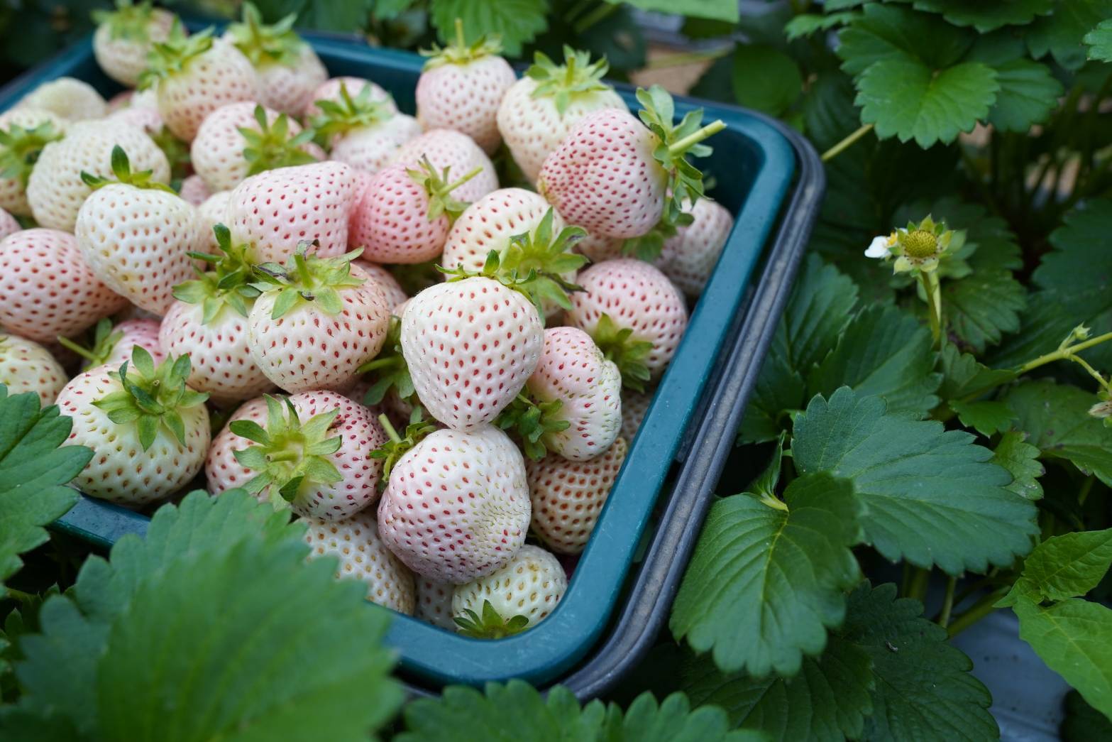 冬季櫻花與白草莓的雙重享受