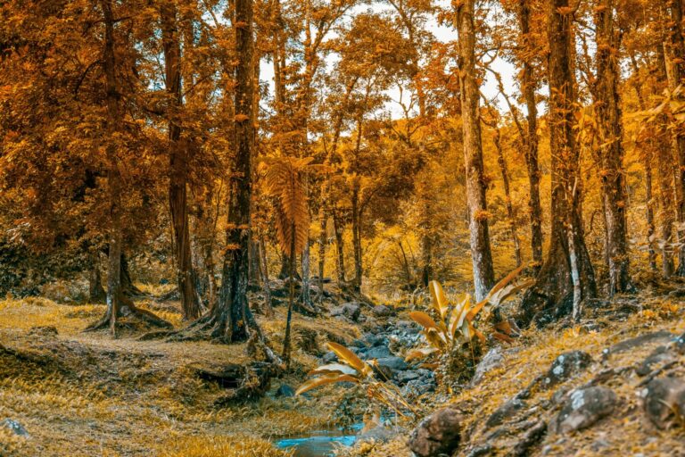 全台落羽松季節指南：最佳觀賞時間與地點