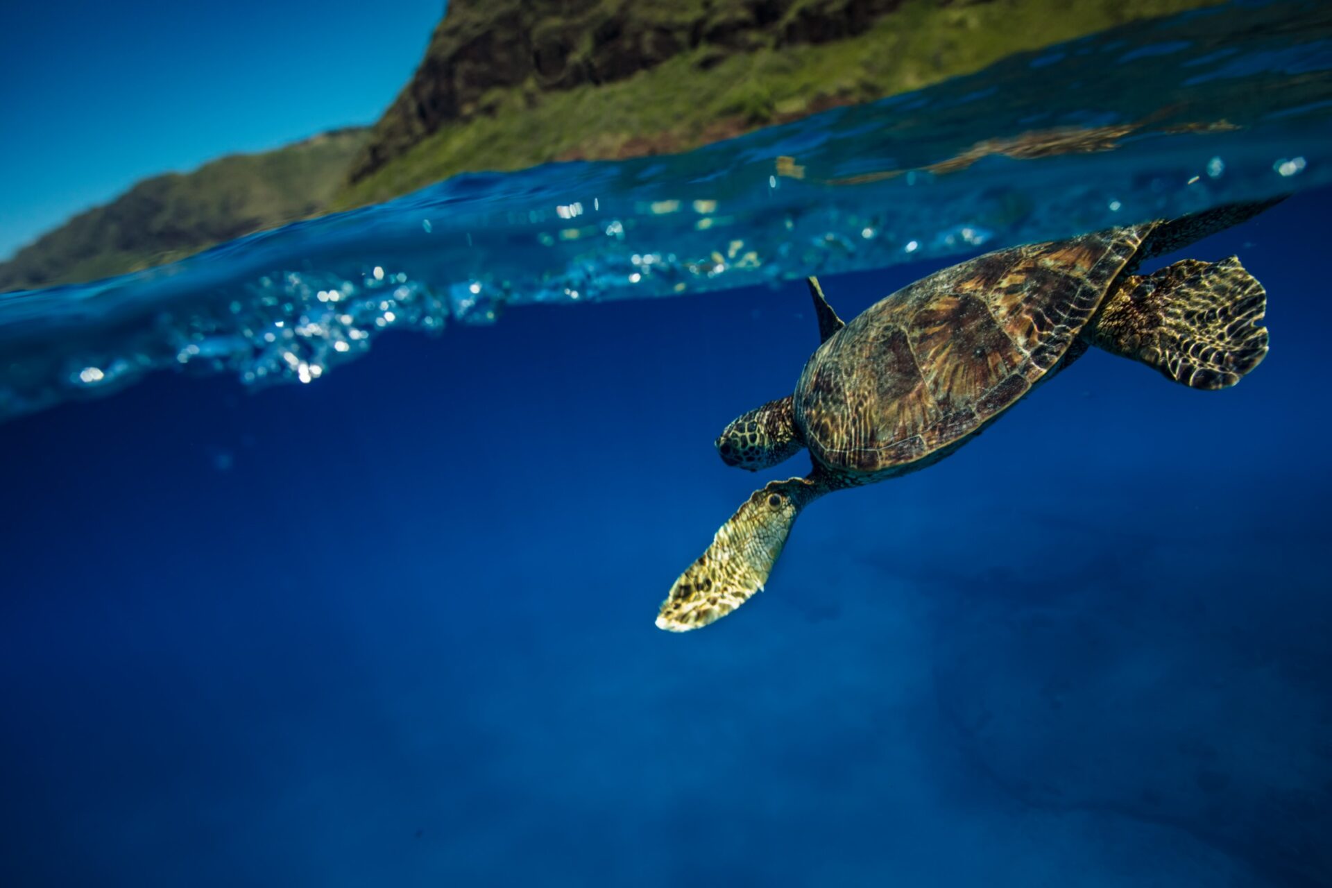 綠島浮潛與潛水體驗全攻略
