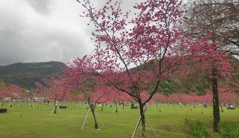 宜蘭花季活動指南:最佳賞花時節與地點