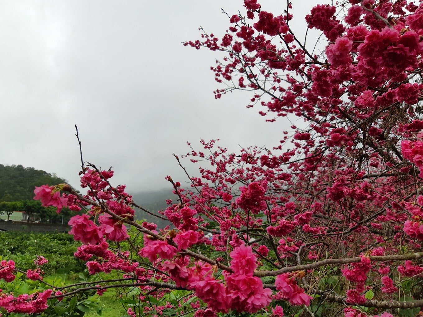 宜蘭花季活動指南:最佳賞花時節與地點