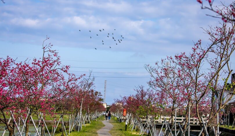 宜蘭花季活動指南:最佳賞花時節與地點