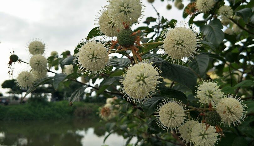 宜蘭花季活動指南:最佳賞花時節與地點
