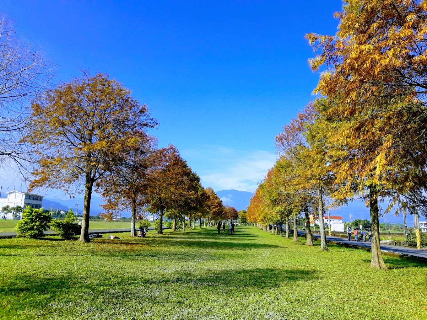 三星鄉天氣與落羽松觀賞指南：規劃完美的賞景行程