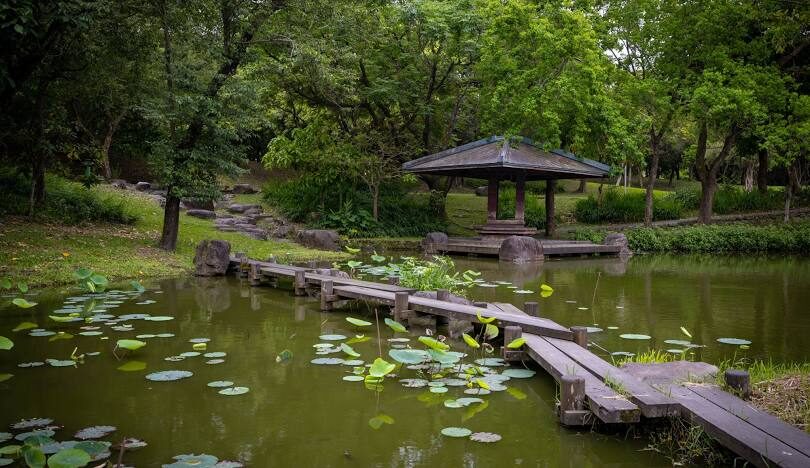 三星鄉天氣與落羽松觀賞指南：規劃完美的賞景行程