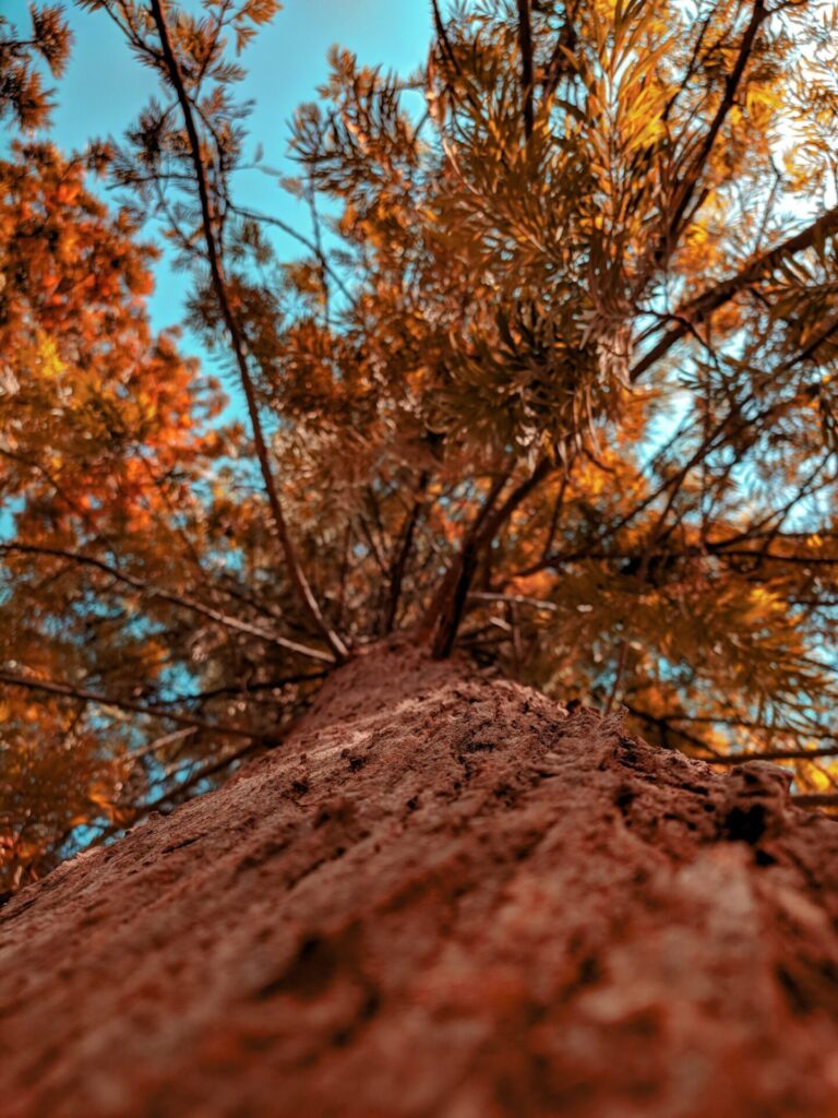 三星鄉天氣與落羽松觀賞指南：規劃完美的賞景行程