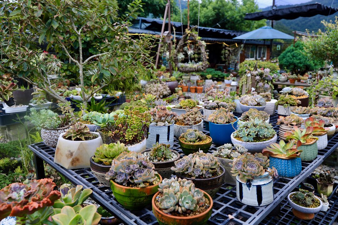 宜蘭落羽松公園巡禮：頭城運動公園、雷公埤等景點介紹