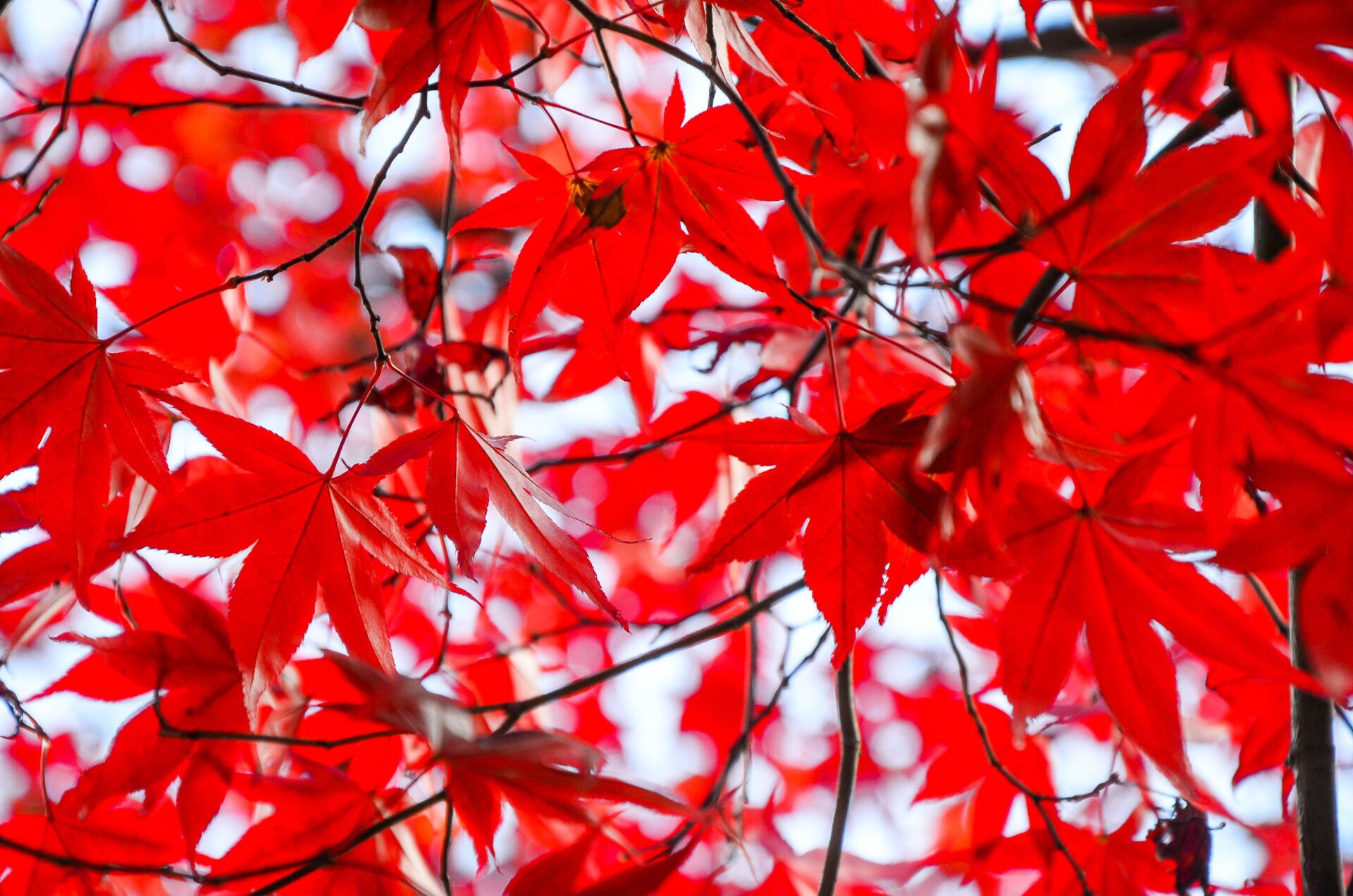 武陵農場賞楓全攻略：最佳觀賞期與路線規劃