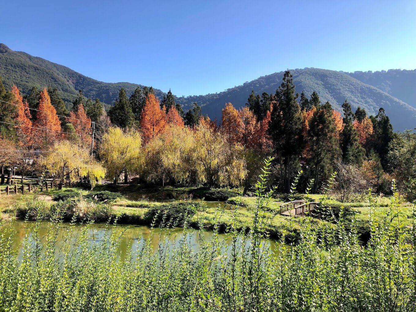 武陵農場賞楓全攻略：最佳觀賞期與路線規劃