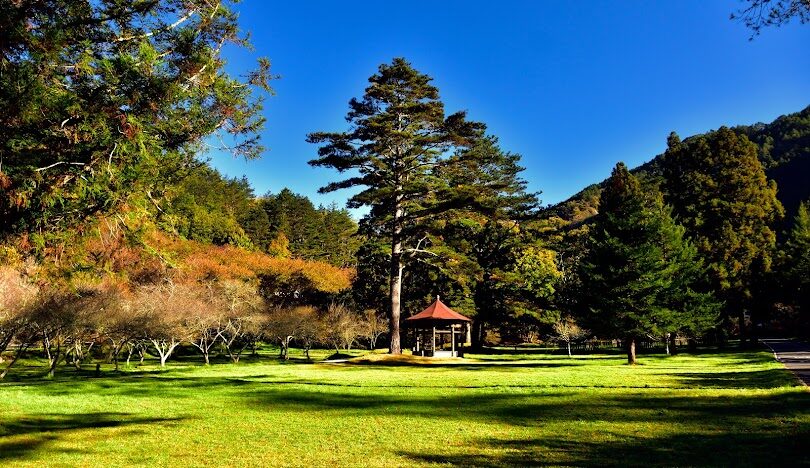 武陵農場賞楓全攻略:最佳觀賞期與路線規劃