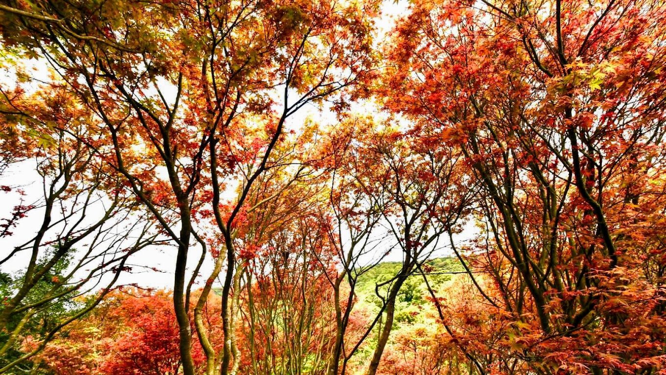 台北賞楓好去處:市區內的紅葉美景