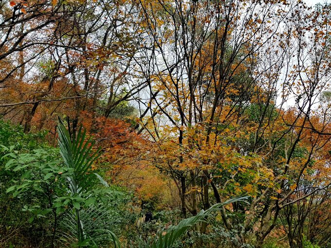 台北賞楓好去處:市區內的紅葉美景