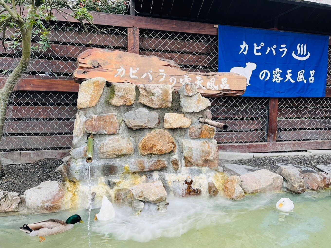 宜蘭親子景點推薦：張美阿嬤農場全攻略