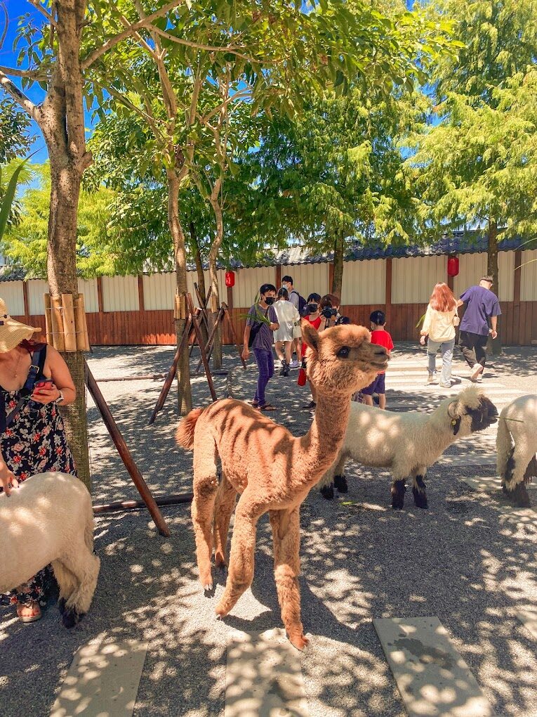 宜蘭親子景點推薦：張美阿嬤農場全攻略