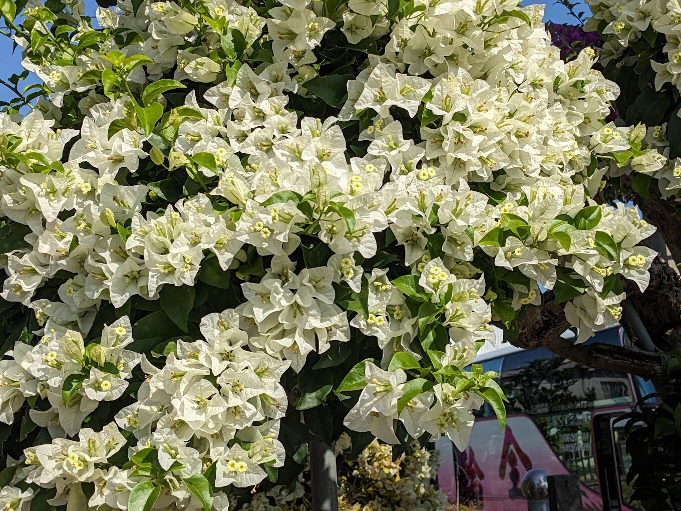 田尾公路花園一日遊攻略