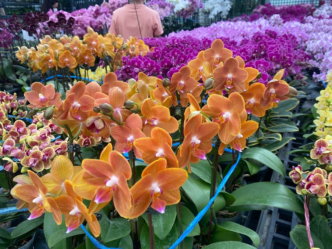 田尾公路花園一日遊攻略