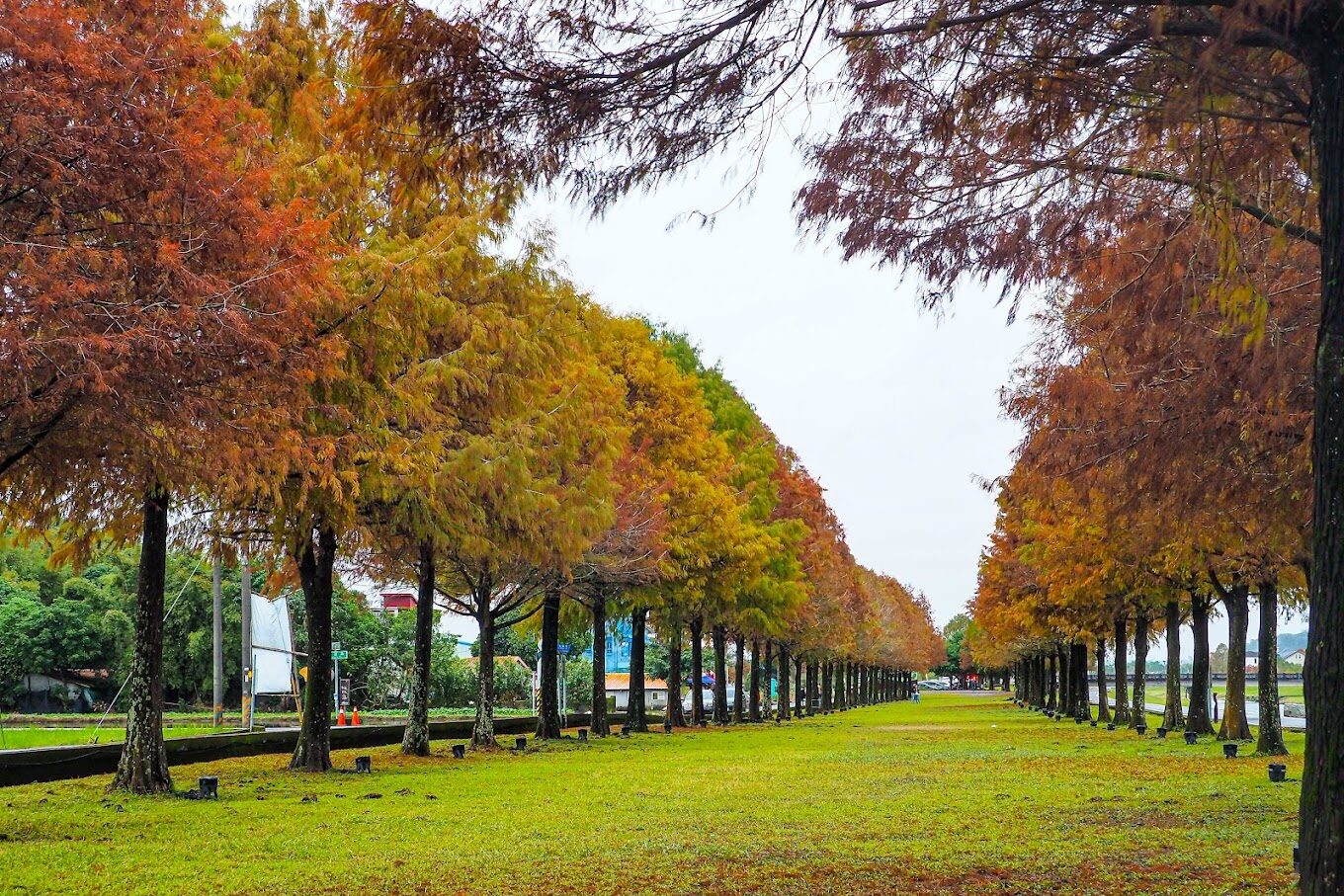 台灣落羽松最佳觀賞季節與地點推薦