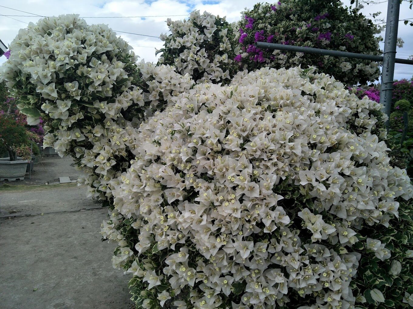 田尾公路花園一日遊攻略