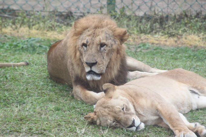 六福村必玩設施推薦