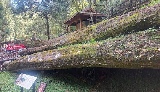 阿里山必訪景點推薦