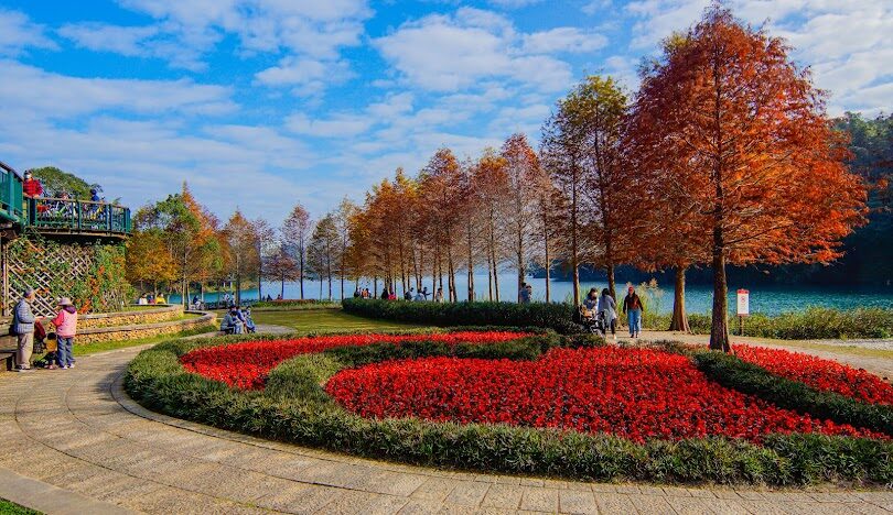 台灣落羽松最佳觀賞季節與地點推薦