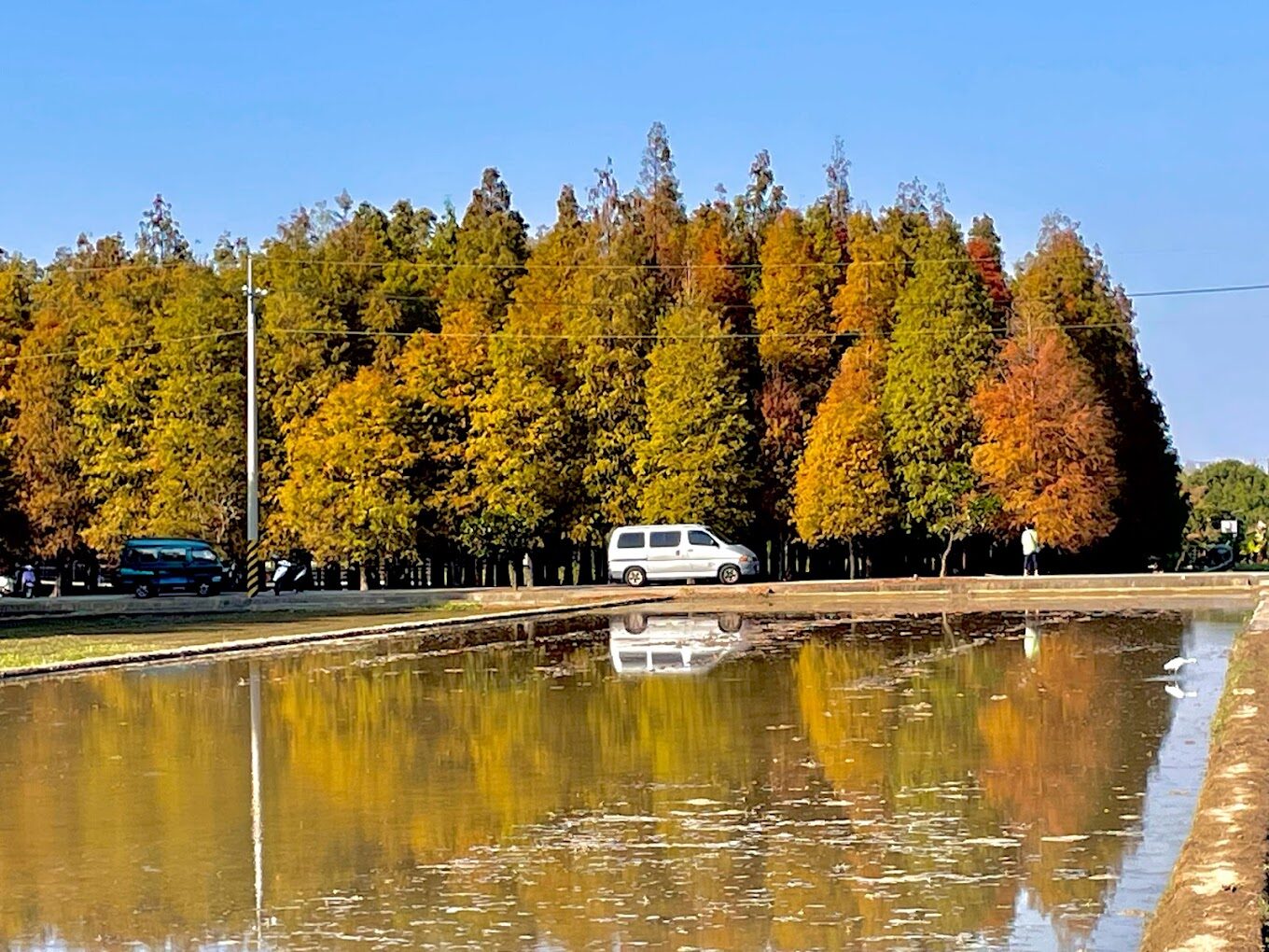 台灣落羽松最佳觀賞季節與地點推薦